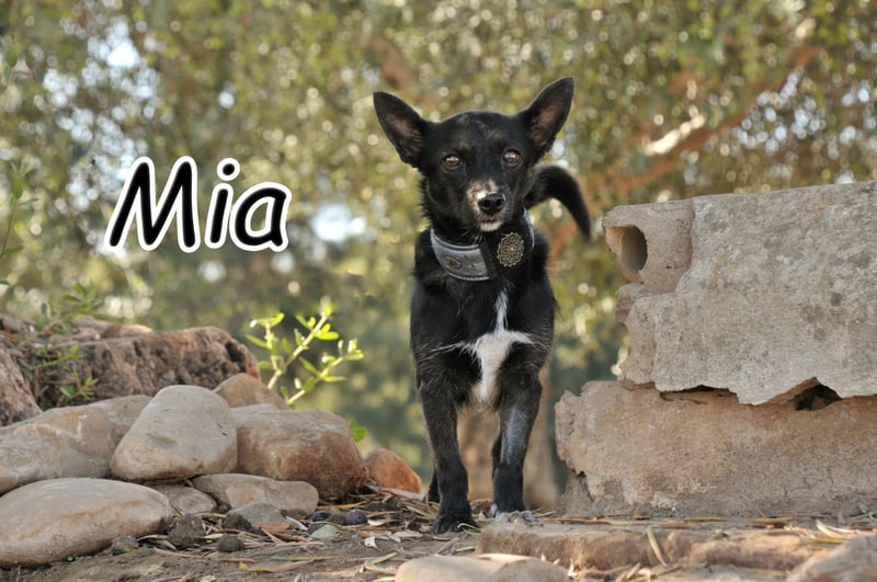 Darf Mia bei dir ihr Glück finden?