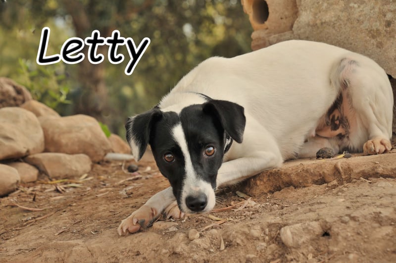 Sind Sie bereit Letty Liebe und Sicherheit zu schenken?