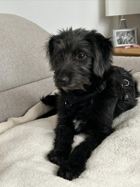 Pippin, liebes Mädchen