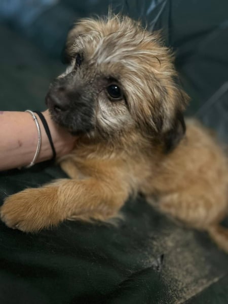 Sina, bezauberndes Wollknäuel