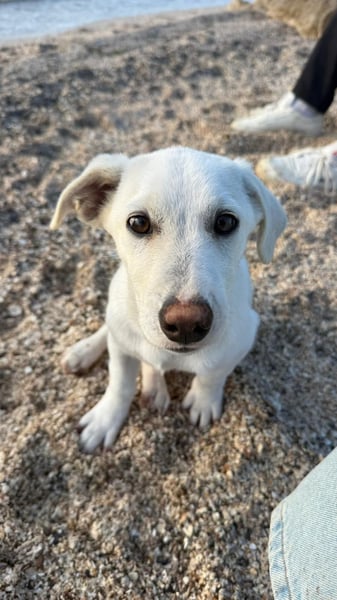 Imani: kleine Hündin sucht großes Glück