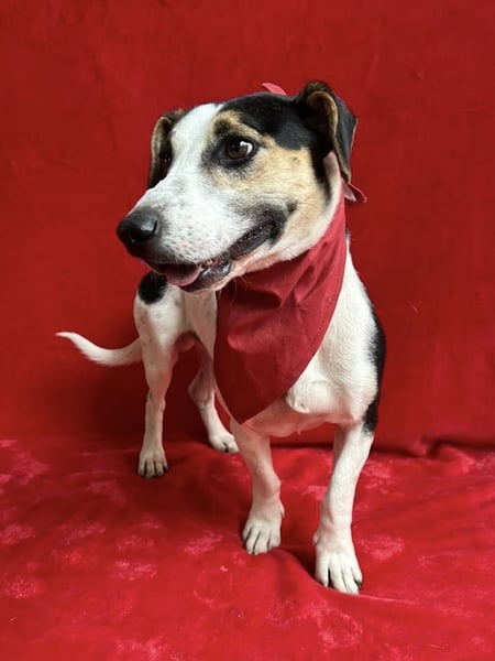 MARCUS - Freundlicher, aktiver Rüde sucht endlich ein liebevolles Zuhause