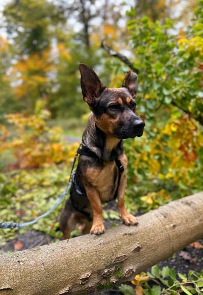 PICUR - kleinbleibender, liebevoller Familienhund mit großem Herz