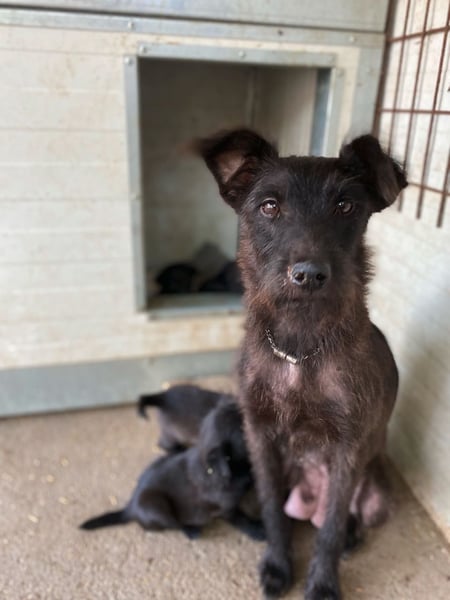 DORI - Tapfere Mama, 2 Jahre alt, freundlich und agil