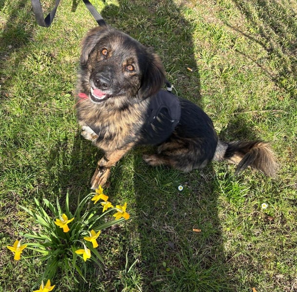 Elio sucht ein neues Zuhause