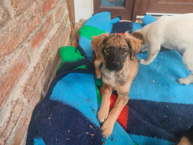 MADVI sucht ein Zuhause