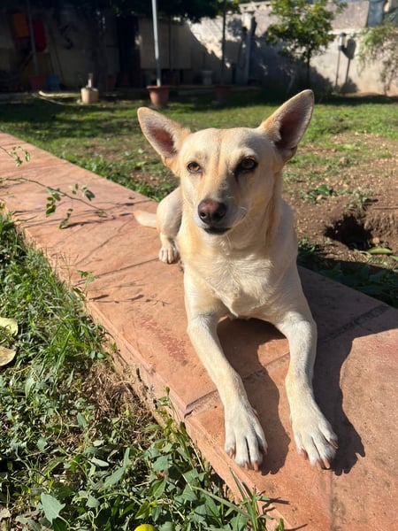 sanfte Frieda sucht nach ihrem glücklichen Zuhause