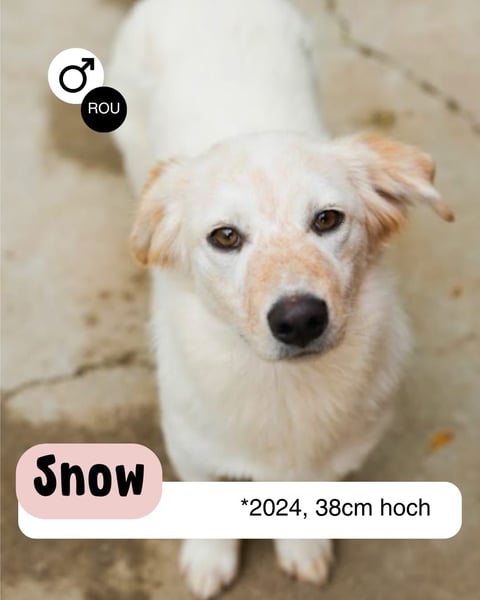 Kleiner Snow