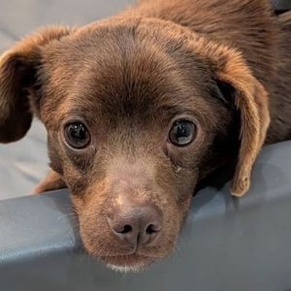 CAPPUCCINO ist auf der Suche nach Liebe