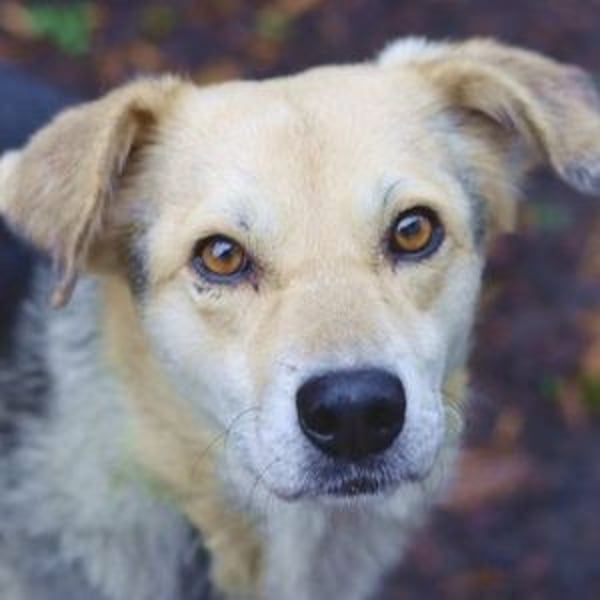 HILDE 2 - Wer schenkt ihr ein Zuhause