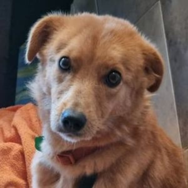 MEGGY ist zuckersüß