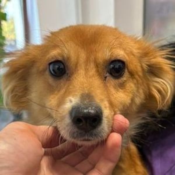 TESSY schwebt in Lebensgefahr