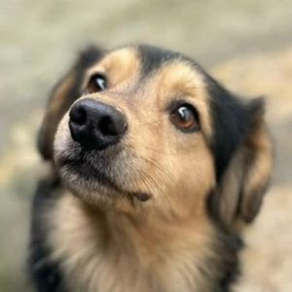 JEREMIAH wurde herzlos ausgesetzt