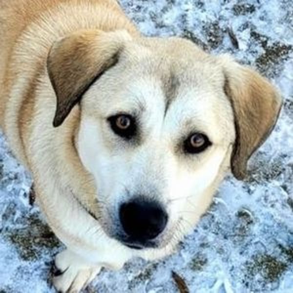 ZEYNA ist eine fürsorgliche Hundedame