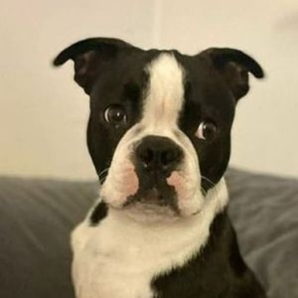 BINGO irrte einsam und verlassen umher