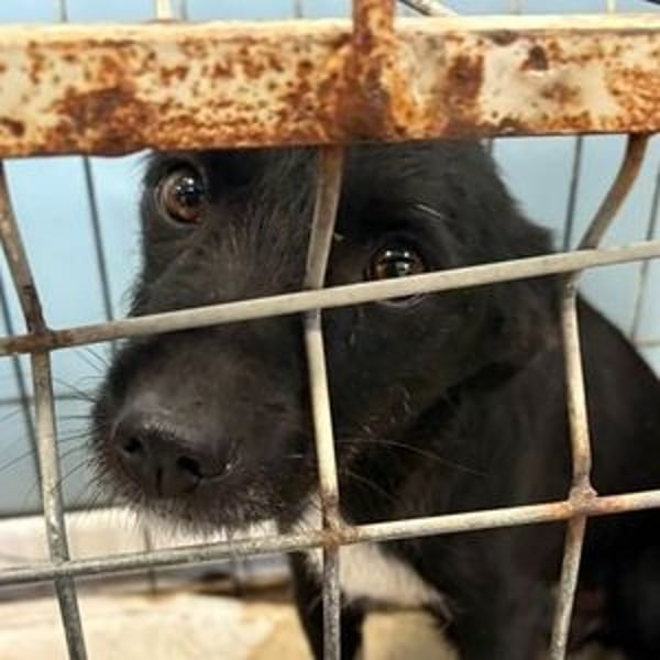 PAMINA bettelt um Hilfe