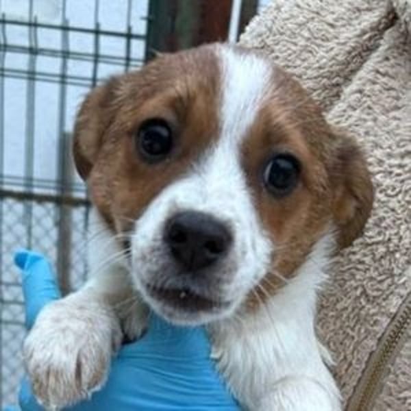 ANGEL, kleines Hundekind braucht Wärme