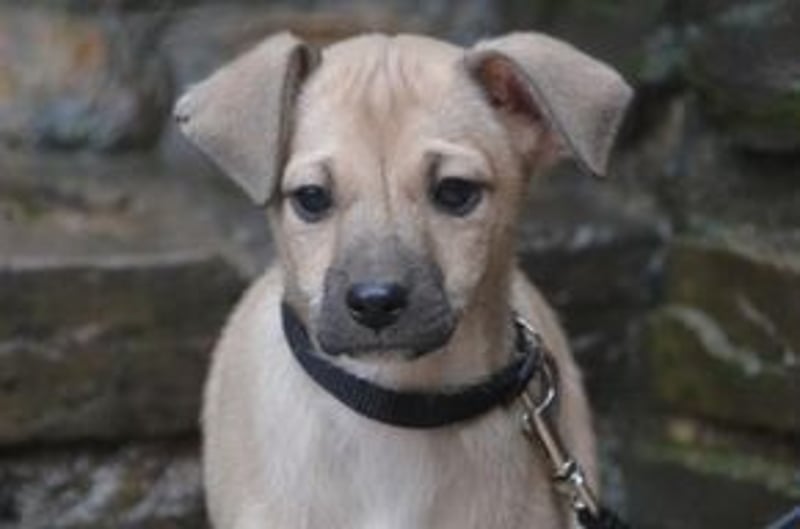 Mukki und Mira, zwei fröhliche kleine Rabauken