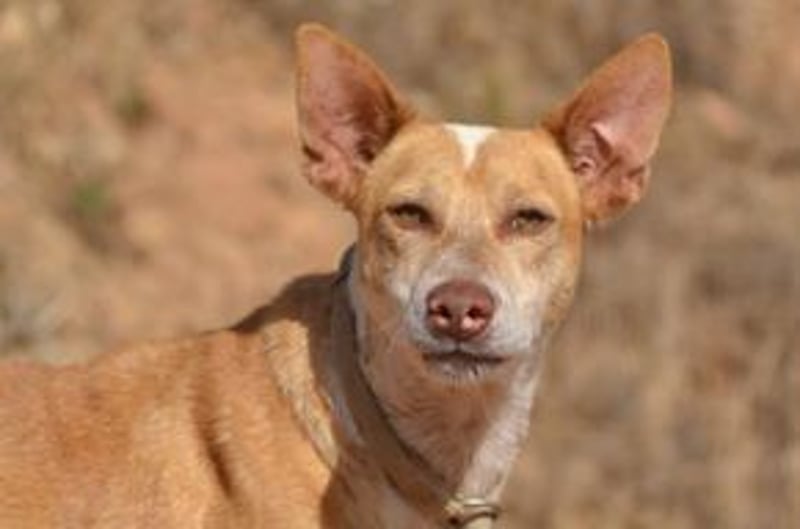 Banjo, neugierig und vertrauensvoll, ein Hund zum Liebhaben