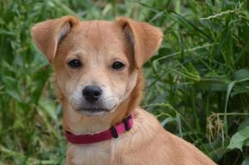 Rosinha, eine pfiffige und mutige kleine Entdeckerin