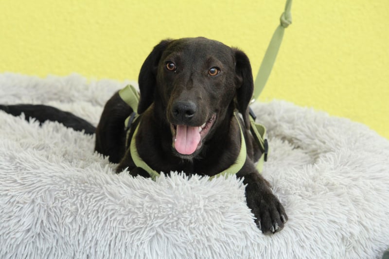 Relino sucht sein Glück....