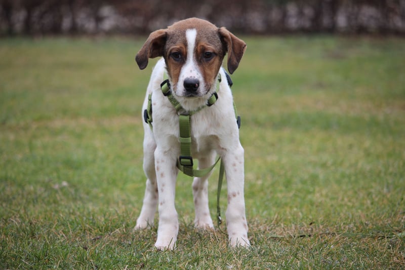 Delino – eine sanfte kleine Seele sucht sein Glück