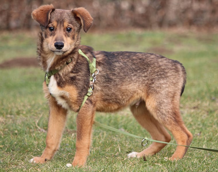 Nayo sucht ein liebevolles Zuhause fürs Leben