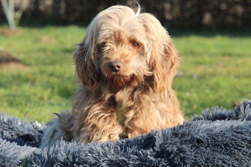 Sir Henry unser kleiner Chameur...