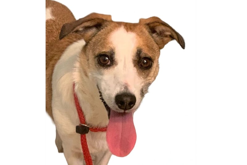 Kleine Cherry ❤️ sanfte, liebe Hundedame