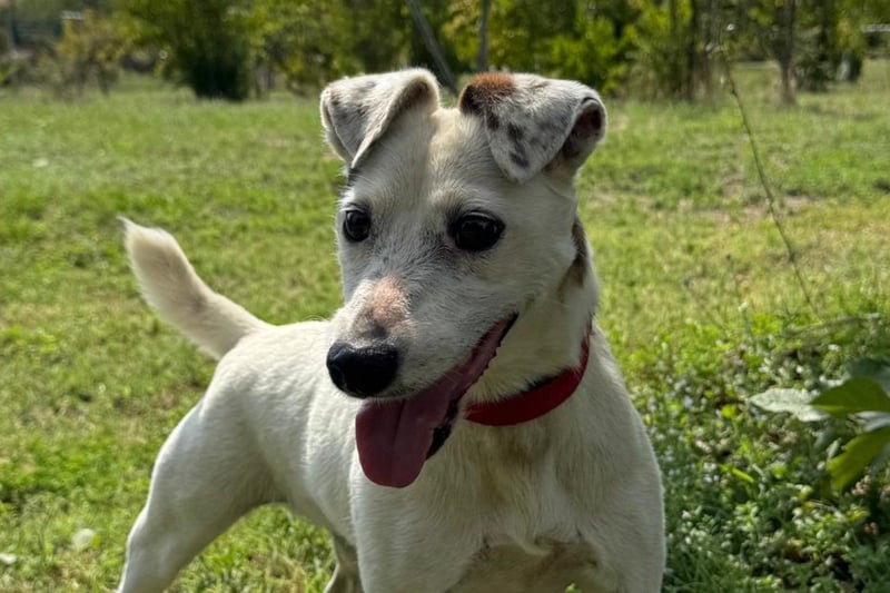 Roki - menschenbezogener Einzelprinz sucht seine Famllie