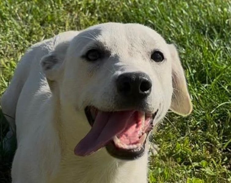 Belle ❤️ süßes, verspieltes Hundemädchen