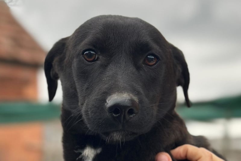 STEFAN❤️entzückender, schüchterner Jungrüde auf Körbchensuche