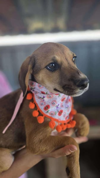 Welpenmädchen Mandy