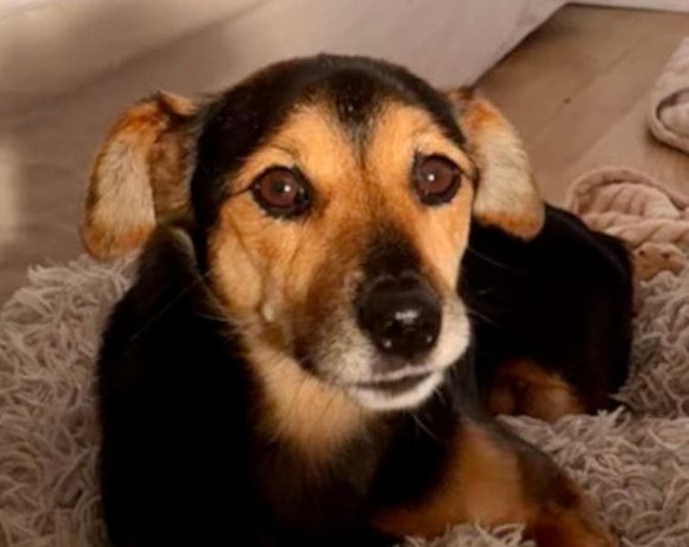 Roby ❤️ aktiver, verschmuster Rollibub