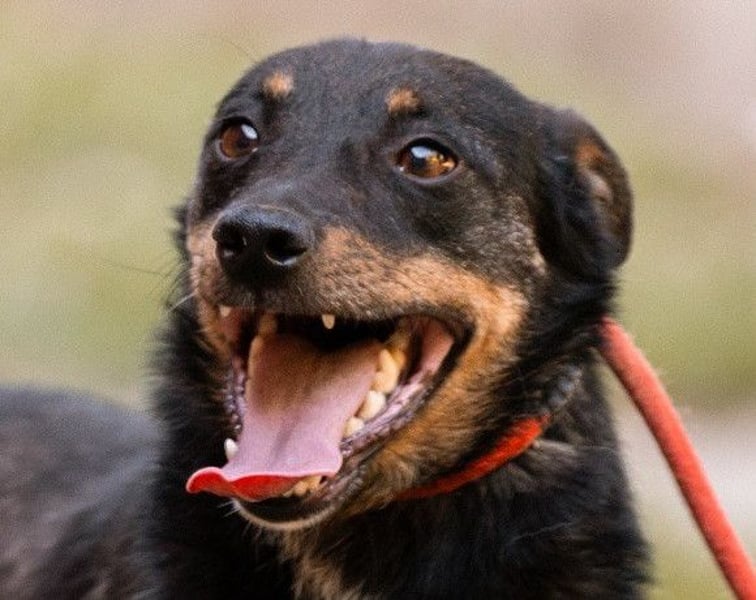 Rio ❤️ Herzenshund sucht Familie!