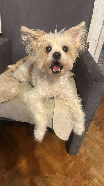 Mily, kleine Seniorin sucht Residenzplätzchen