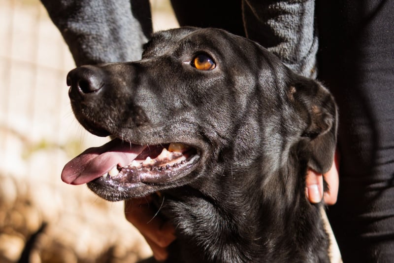 Kajo ❤️ super lieber Bub sucht Zuhause