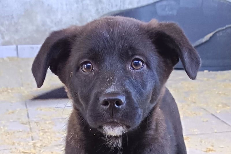 süße LIA❤️kleines Energiebündel sucht ein Für-Immer-Körbchen