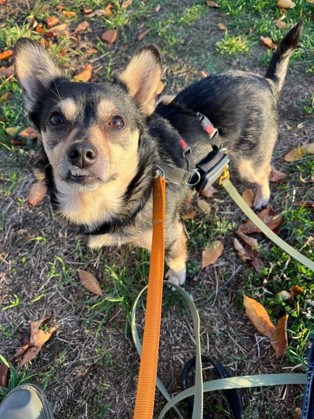 LOTTI - menschenbezogene Hündin sucht liebevolle Zuneigung