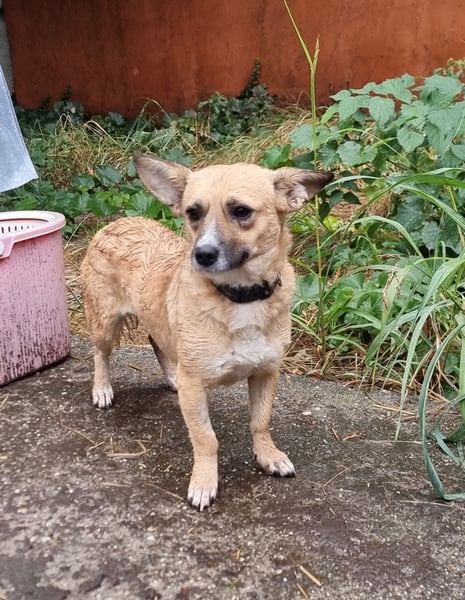 Kleine entzückende Niva sucht ein Zuhause