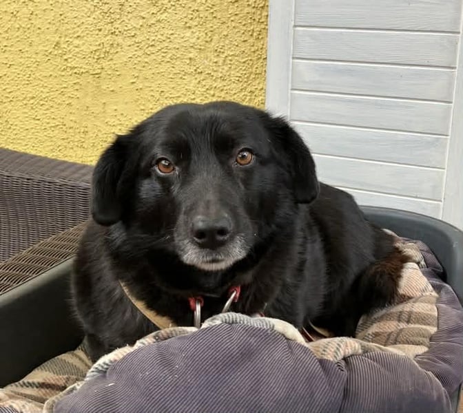 Dagny sucht ein Zuhause