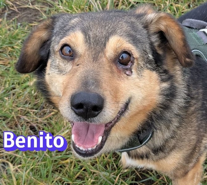 Vermittlungshilfe Benito; 69221 Dossenheim