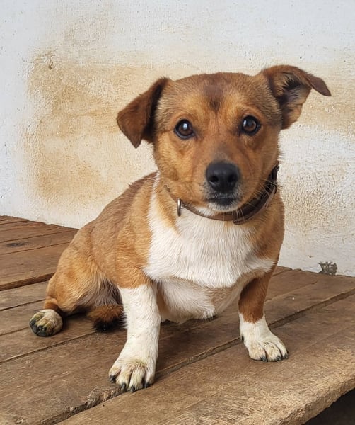 Willy (PA) eine wirklich süße kleine Zuckerschnute
