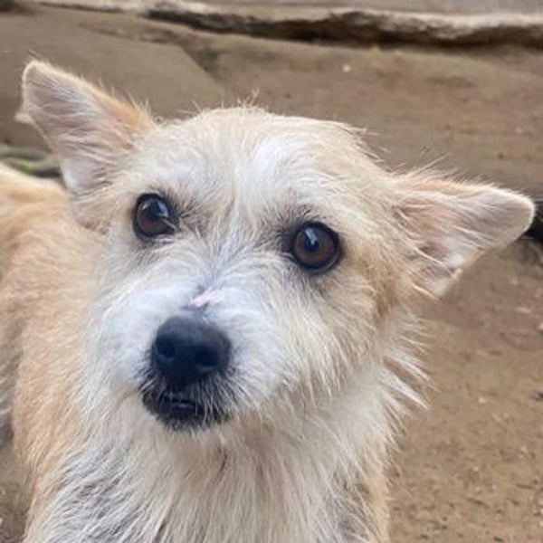 Trulla, geb. ca. 05/2024, lebt auf einer Pflegestelle in 53947 Nettersheim