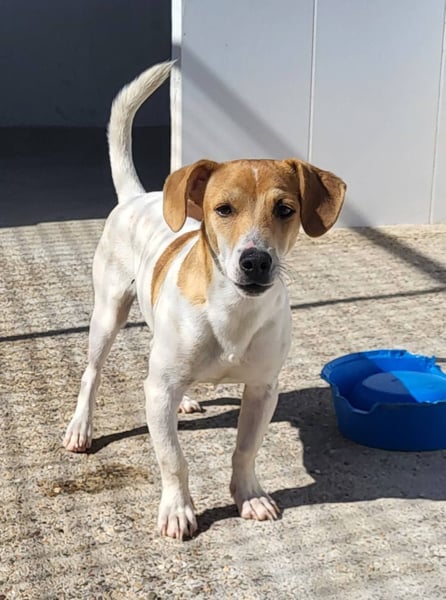 CHUPA ❤️ kleiner Schatz, Pflegefamilie Immenhausen