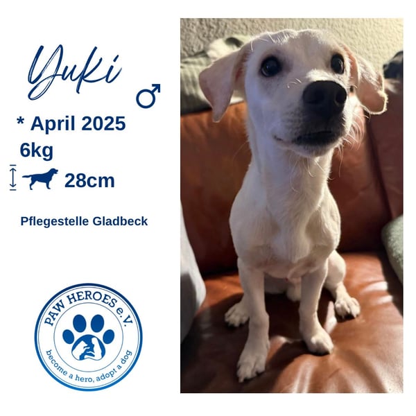 Kleiner Mischlingsjunghund (April 2025) YUKi sucht eine Familie!