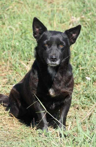 Ottilie zaghafte Maus sucht ihre Menschen