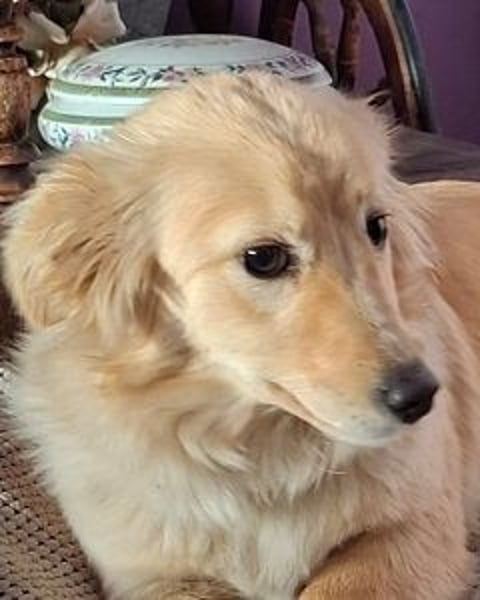 Arianna - Kettenhündin gegen Hühnerdiebe!