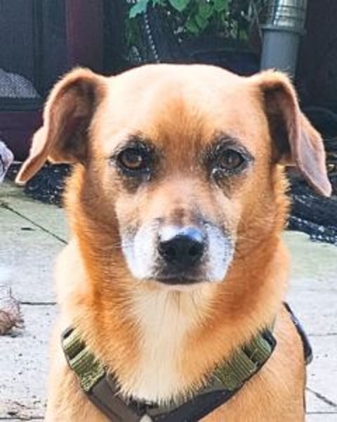 Strolchi - ein kleiner Herzensbrecher auf der Suche nach Liebe