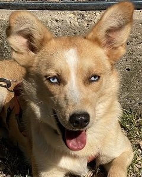 Valentina - Mit blitzblauen Augen die Welt neu entdecken